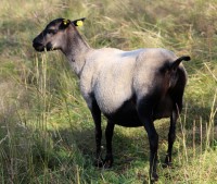 /album/fotogalerie-shetlandske-ovce/farma-beskydy-foto-cieslar-3453-jpg1/